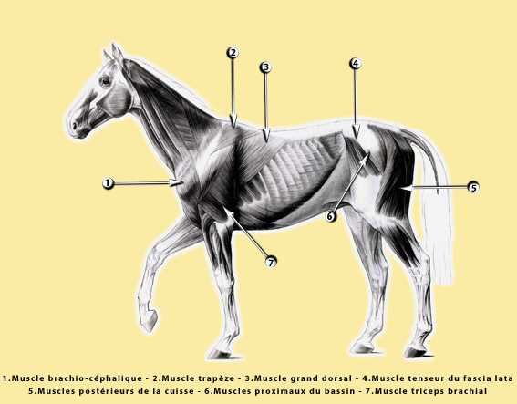 Zones de d&eacute;contraction