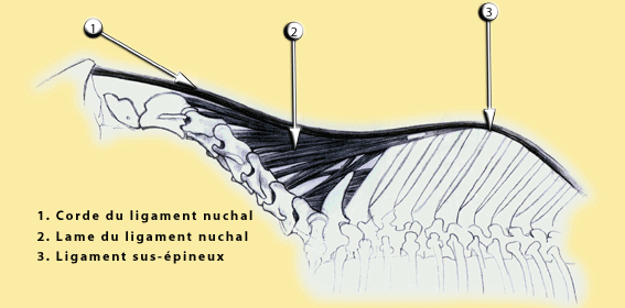 Zones de d&eacute;contraction